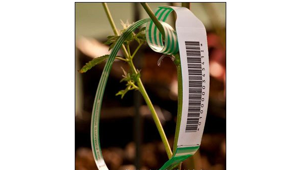 有机RFID-物联网未来的基石